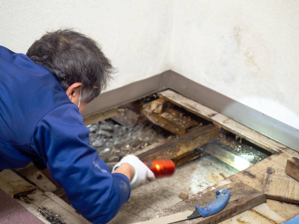 Best Certified Mold Removal  in Cedar Knolls, NJ