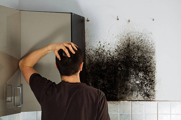 Best Best Mold Removal Companies  in Cedar Knolls, NJ